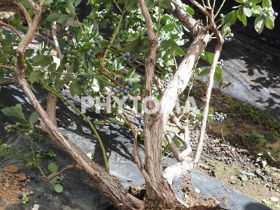 Phytophthora cinnamomi